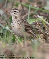 Image result for Anthus godlewskii