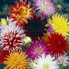 Image result for Dahlia hybrid.