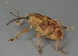 Attēlu rezultāti vaicājumam “Curculio venosus”