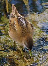 Image result for Porzana parva