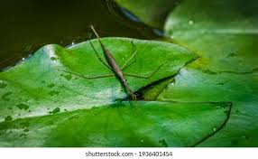 Attēlu rezultāti vaicājumam “Ranatra linearis”