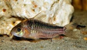 Attēlu rezultāti vaicājumam “Comatricha elegans stalked”