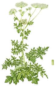 Image result for Heracleum sphondylium