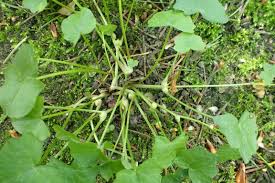 Attēlu rezultāti vaicājumam “Ficaria verna leaf”