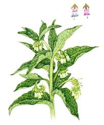 Attēlu rezultāti vaicājumam “Symphytum officinale”