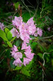 Attēlu rezultāti vaicājumam “Rhododendron catawbiense flower”