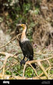 Attēlu rezultāti vaicājumam “Phalacrocorax carbo adult”