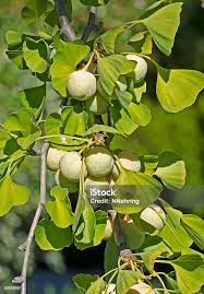 Attēlu rezultāti vaicājumam “Ginkgo biloba fruit”