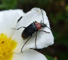 Attēlu rezultāti vaicājumam “Alleculidae”