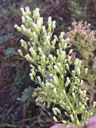 Attēlu rezultāti vaicājumam “Erigeron acris flower”