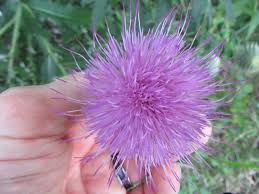 Attēlu rezultāti vaicājumam “Cirsium x rigens flower”