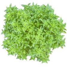 Image result for Basilikum