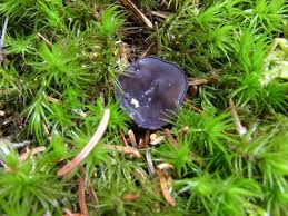 Attēlu rezultāti vaicājumam “Pseudoplectania nigrella”