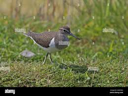 Attēlu rezultāti vaicājumam “Actitis hypoleucos adult”