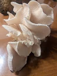 Attēlu rezultāti vaicājumam “Hericium cirrhatum”