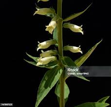 Image result for Digitalis lutea