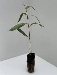 Attēlu rezultāti vaicājumam “Salix fragilis”