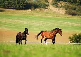 Image result for chestnut friesian