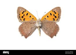 Attēlu rezultāti vaicājumam “Lycaena phlaeas female”