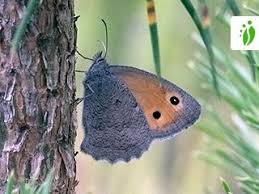 Attēlu rezultāti vaicājumam “Hyponephele lycaon male”