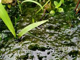 Attēlu rezultāti vaicājumam “Nostoc pruniforme”