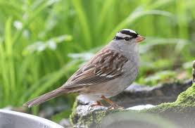 Image result for Zonotrichia leucophrys