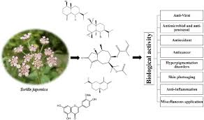 Attēlu rezultāti vaicājumam “Torilis japonica fruit”