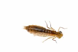 Attēlu rezultāti vaicājumam “Phosphaenus hemipterus male”