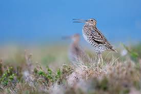 Image result for Gallinago media