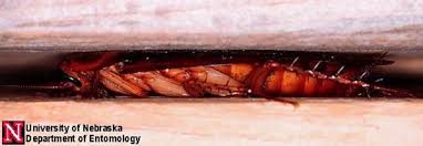 Image result for periplaneta americana