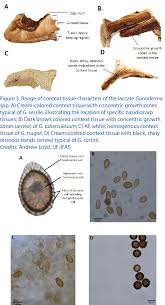 Attēlu rezultāti vaicājumam “Badhamiopsis praetermissa spores”