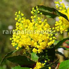 Attēlu rezultāti vaicājumam “Mahonia aquifolium flower”