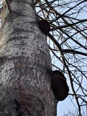 Attēlu rezultāti vaicājumam “Phellinus populicola”