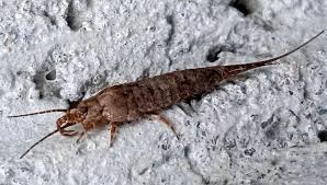 Attēlu rezultāti vaicājumam “Machilidae”