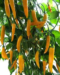 Afbeeldingsresultaat voor aji habanero hot pepper