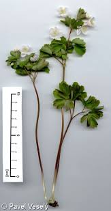 Attēlu rezultāti vaicājumam “Isopyrum thalictroides flower”