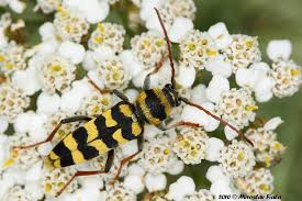 Attēlu rezultāti vaicājumam “Plagionotus detritus imago”