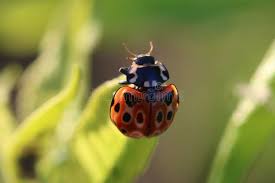 Attēlu rezultāti vaicājumam “Anatis ocellata”