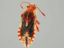 Attēlu rezultāti vaicājumam “Rhopalus maculatus”