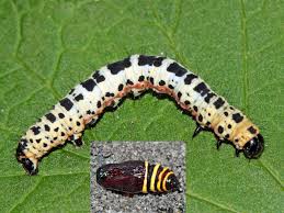 Attēlu rezultāti vaicājumam “Abraxas grossulariata imago”