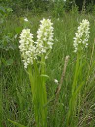Attēlu rezultāti vaicājumam “Dactylorhiza cruenta leaf”