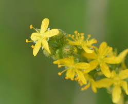 Attēlu rezultāti vaicājumam “Agrimonia pilosa bud”