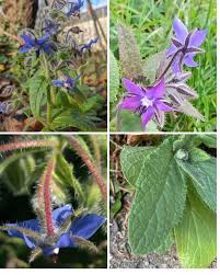 Attēlu rezultāti vaicājumam “Borago officinalis”