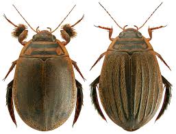 Attēlu rezultāti vaicājumam “Acilius sulcatus female”