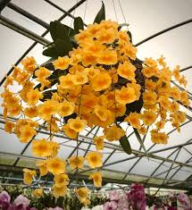 Attēlu rezultāti vaicājumam “Didymium aggregatum”