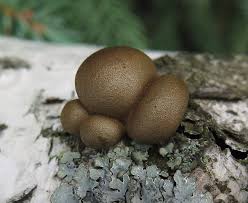 Attēlu rezultāti vaicājumam “Lycogala confusum macro”