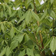Attēlu rezultāti vaicājumam “Aesculus flava leaf”