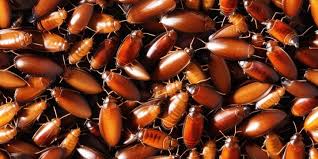 Attēlu rezultāti vaicājumam “Blattoptera”