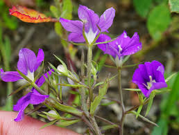 Image result for Legousia speculum-veneris