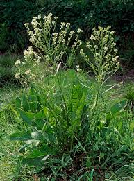 Attēlu rezultāti vaicājumam “Armoracia rusticana flower”